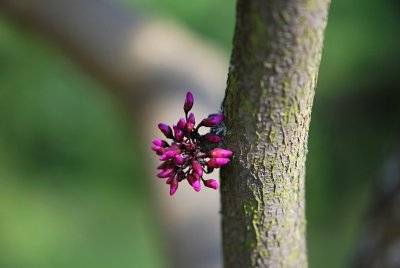 Cercis canadensis 'Forest Pansy' - zmarlika kanadská - pupen květu